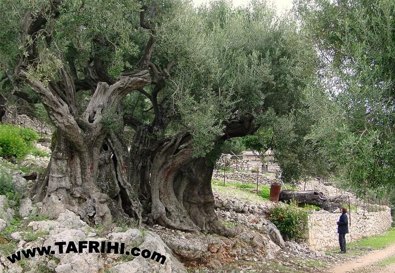 درخت زیتون 1500 ساله در یونان