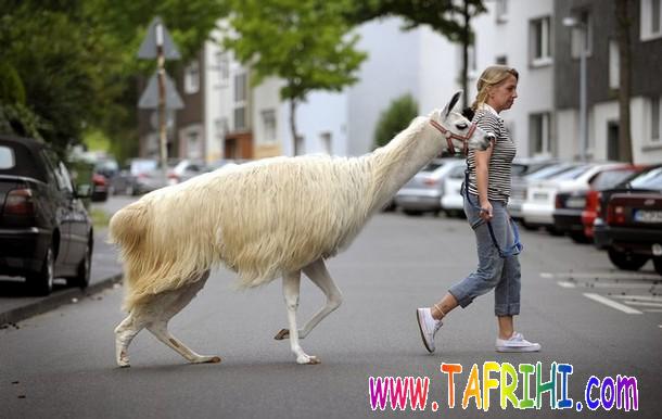 حيوان خانگي يک خانم حيوان خانگي يک خانم